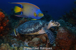 The Angel and the Sea Turtle by Abimael Márquez 